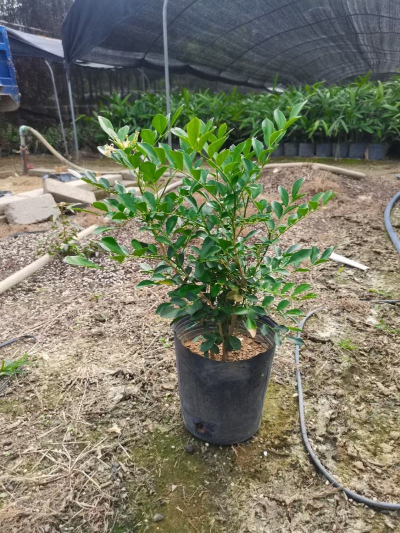 七里香各种规格，有需要的联系量大优惠，欢迎新老客户下单。