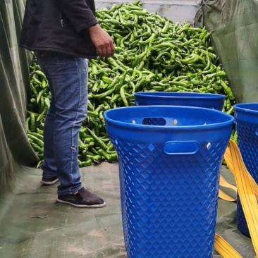 西昌树椒