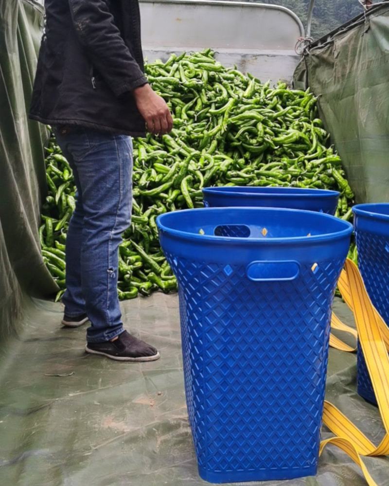西昌树椒