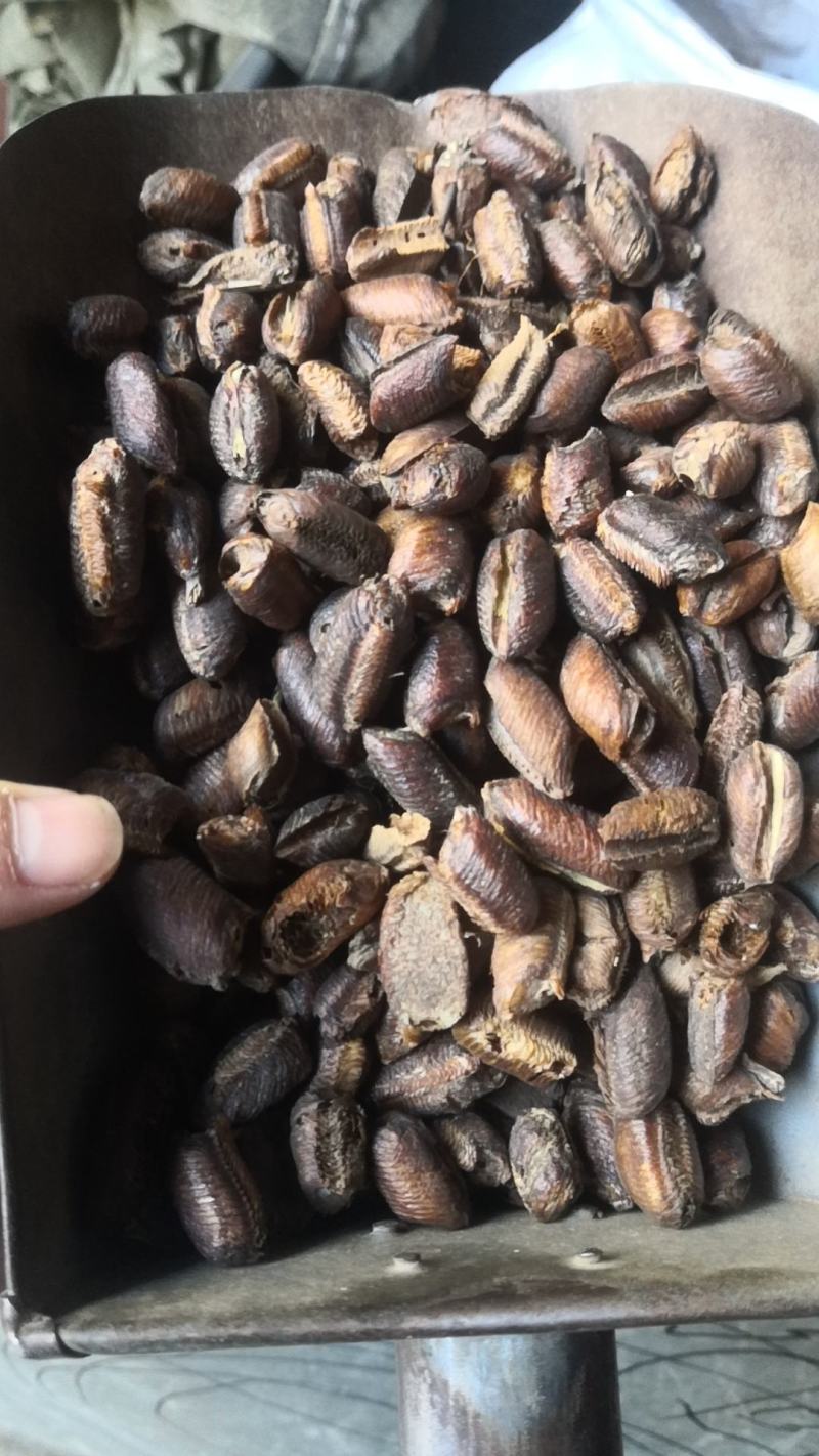 桑螵蛸熟大棉都有看好链接不满意可退换货只做正品