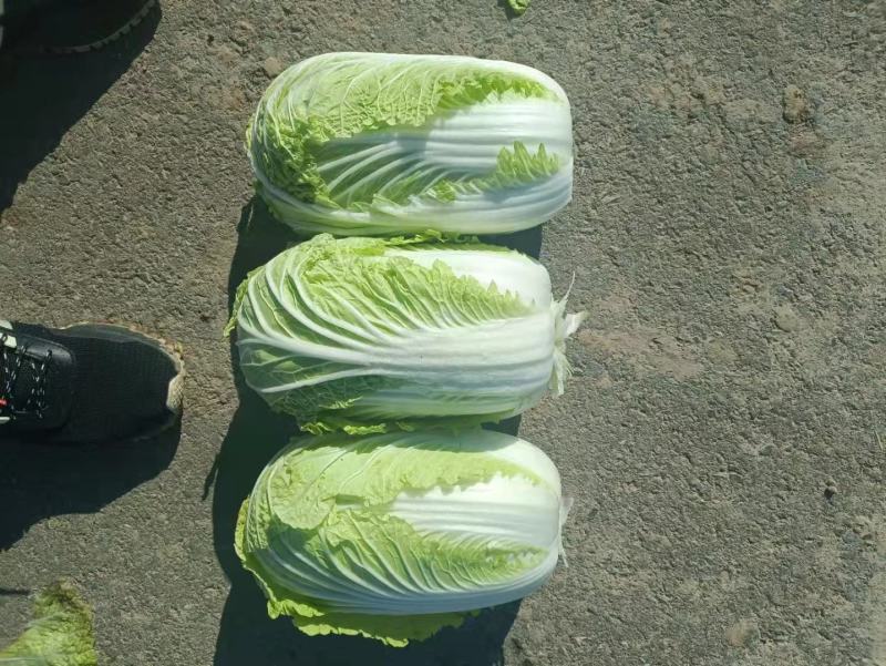 矮颗黄心大白菜，产地直发口感好色泽鲜艳质量