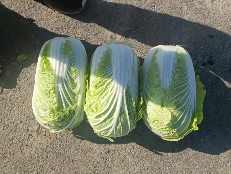 矮颗黄心大白菜，产地直发口感好色泽鲜艳质量