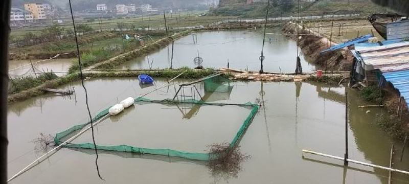 小黄颡鱼