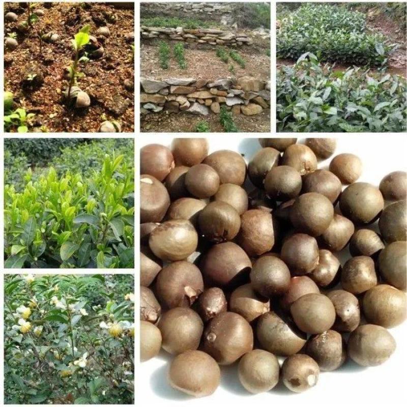 新采茶叶种子茶种籽绿茶种子西湖龙井碧罗春铁观音毛尖茶花茶