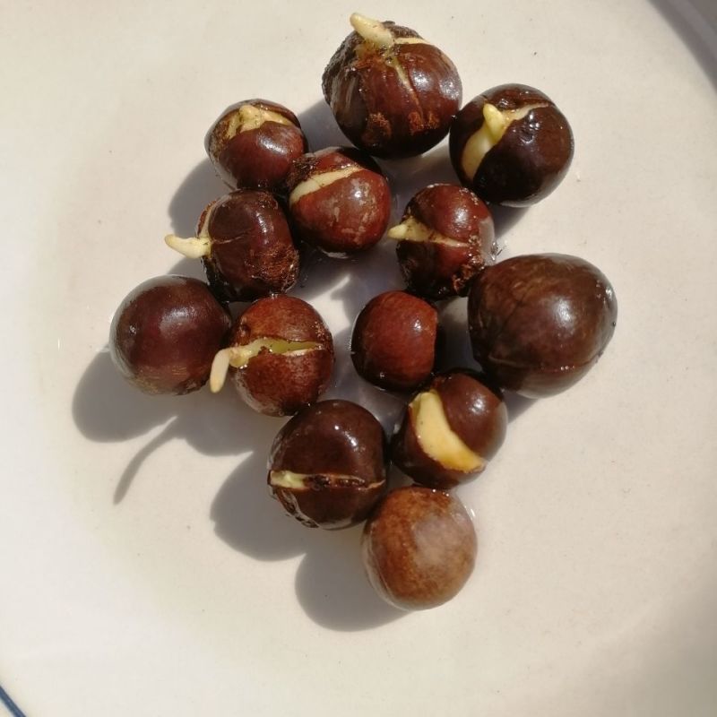 新采茶叶种子茶种籽绿茶种子西湖龙井碧罗春铁观音毛尖茶花茶