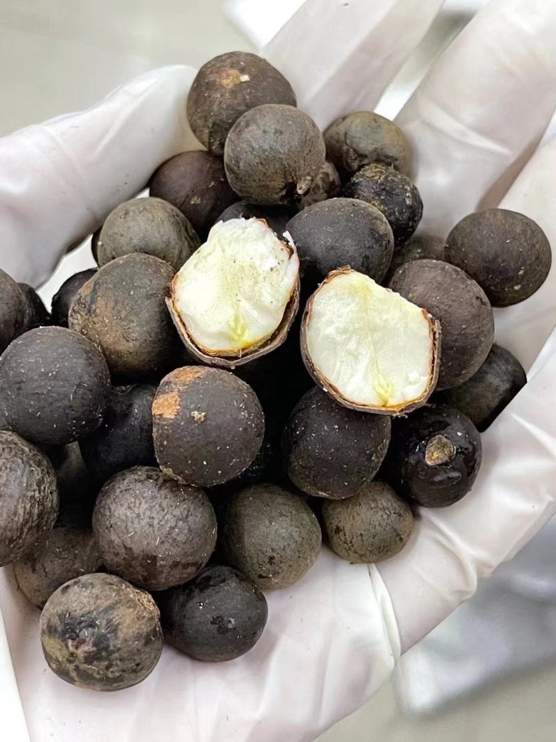 新采茶叶种子茶种籽绿茶种子西湖龙井碧罗春铁观音毛尖茶花茶