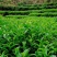 新采茶叶种子茶种籽绿茶种子西湖龙井碧罗春铁观音毛尖茶花茶