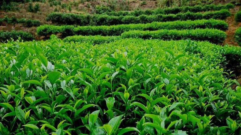新采茶叶种子茶种籽绿茶种子西湖龙井碧罗春铁观音毛尖茶花茶