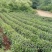 新采茶叶种子茶种籽绿茶种子西湖龙井碧罗春铁观音毛尖茶花茶