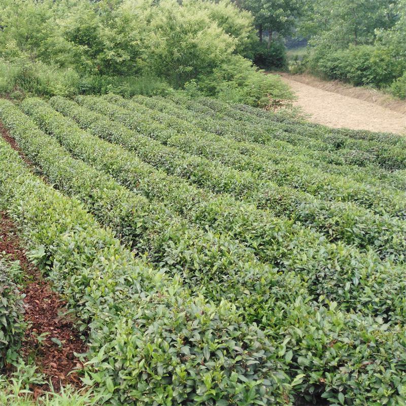 新采茶叶种子茶种籽绿茶种子西湖龙井碧罗春铁观音毛尖茶花茶