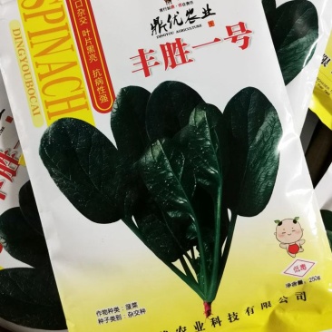 鼎优丰胜一号黑圆叶菠菜种子进口菠菜籽250克原装发货