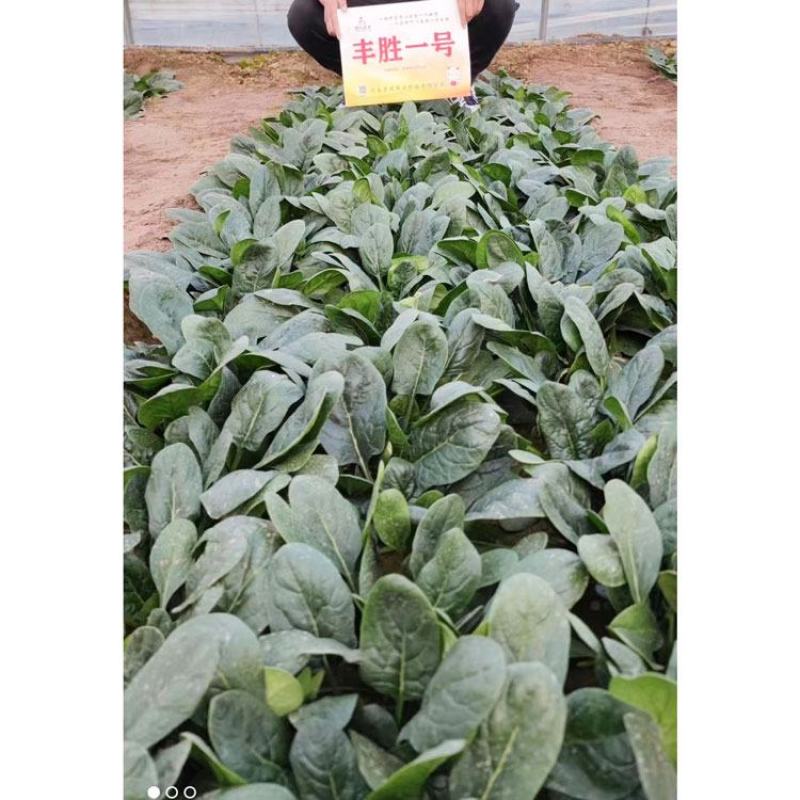 鼎优丰胜一号黑圆叶菠菜种子进口菠菜籽250克原装发货