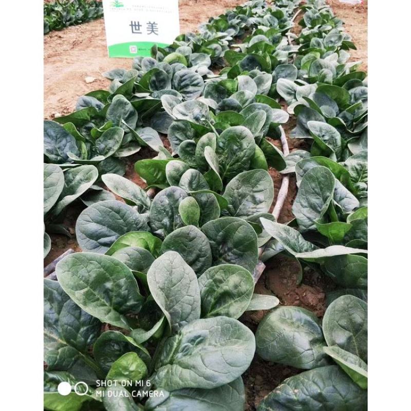 鼎优丰胜一号黑圆叶菠菜种子进口菠菜籽250克原装发货