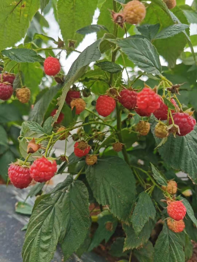 树莓苗红树莓苗双季树莓苗双季红树莓苗