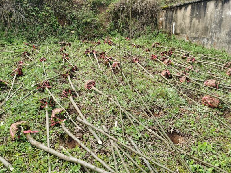 珙桐树苗基地直发植物活珙桐苗中国鸽子花树苗水梨子小苗种子