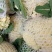 【松花菜】砀山精品花菜大量有货保质保量要的联系