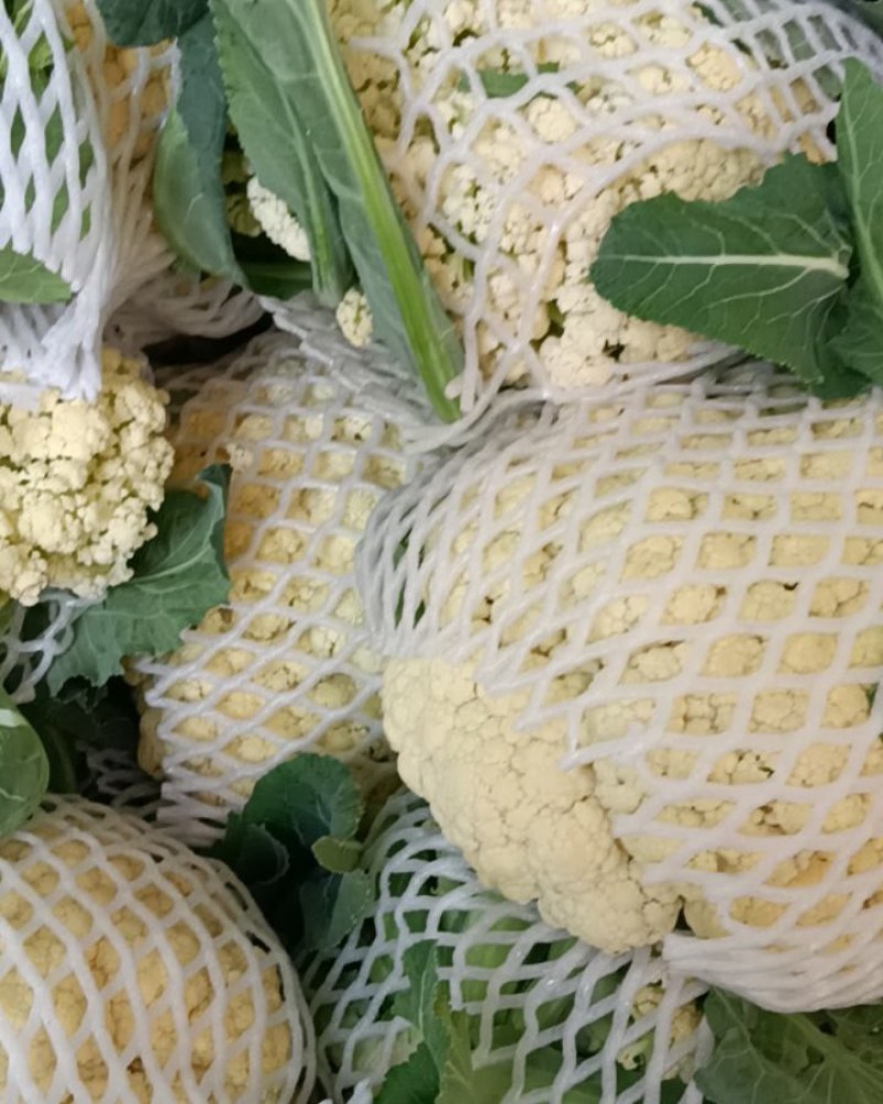 【松花菜】砀山精品花菜大量有货保质保量要的联系