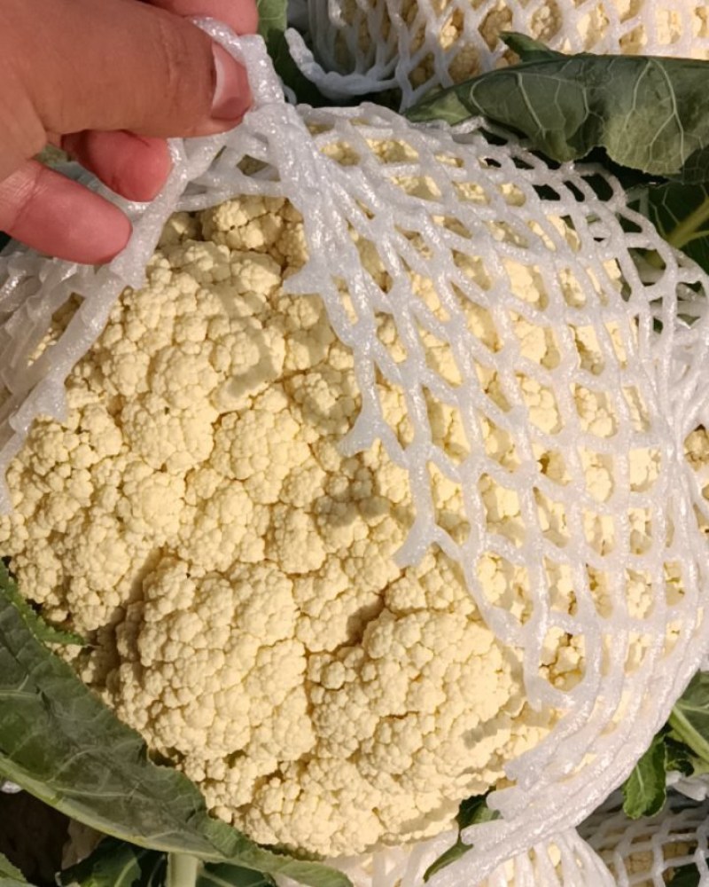 【松花菜】砀山精品花菜大量有货保质保量要的联系