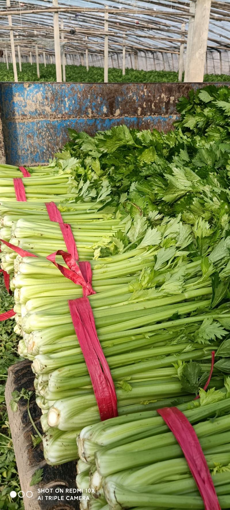 芹菜夏邑芹菜大量上市，西芹质量高，欢迎新老客户订购