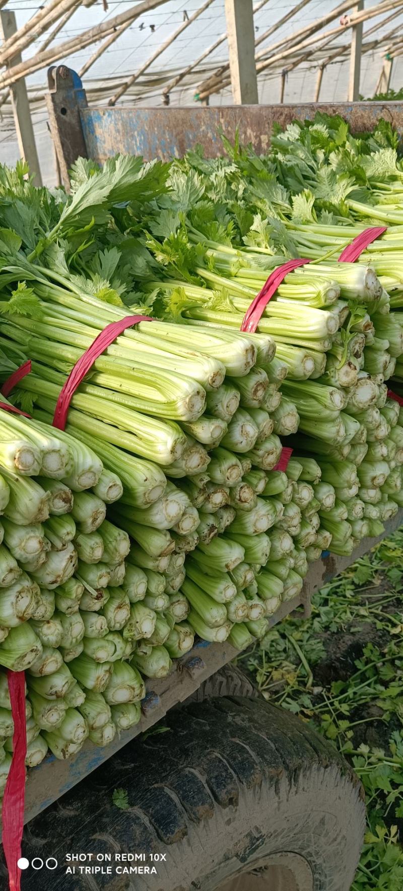 芹菜夏邑芹菜大量上市，西芹质量高，欢迎新老客户订购