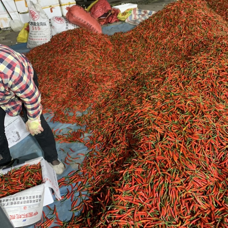 小米椒广西优质新苗好品质基地直供量大从优欢迎联系