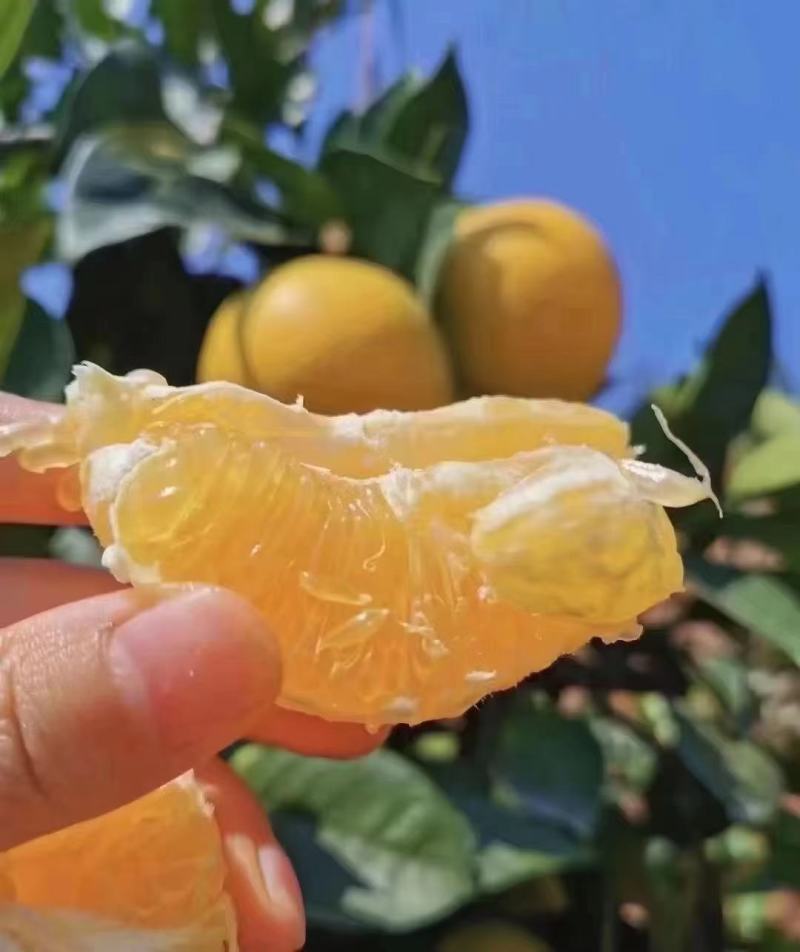 正宗赣南脐橙江西赣州橙子应季新鲜水果现摘现发甜橙整箱