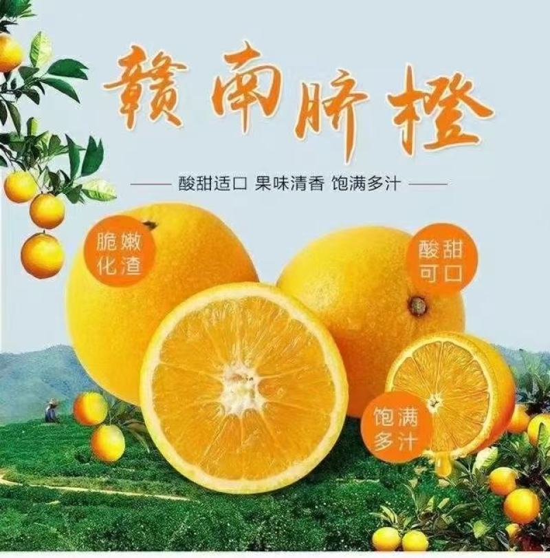 正宗赣南脐橙江西赣州橙子应季新鲜水果现摘现发甜橙整箱