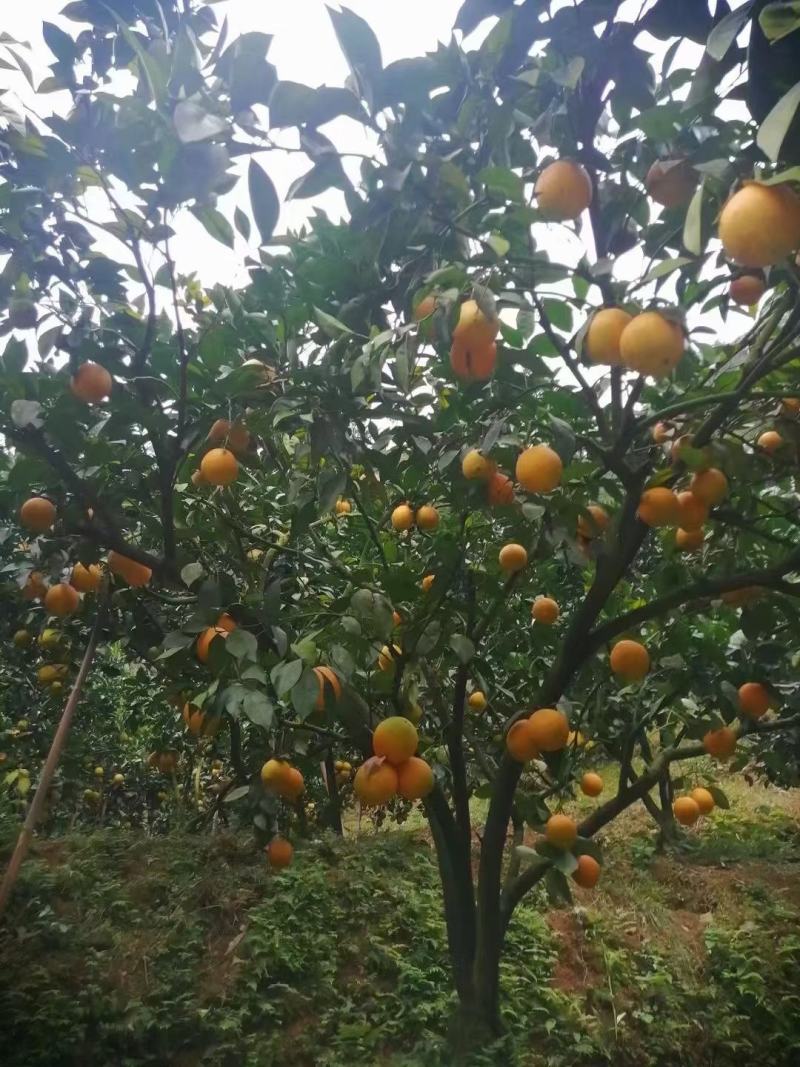 正宗赣南脐橙江西赣州橙子应季新鲜水果现摘现发甜橙整箱