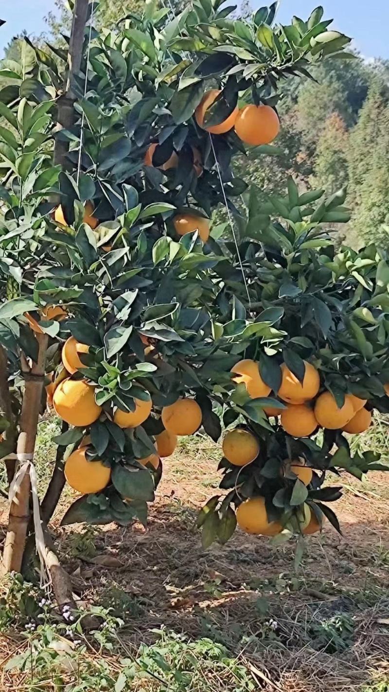 正宗赣南脐橙江西赣州橙子应季新鲜水果现摘现发甜橙整箱