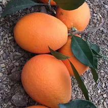 正宗奉节脐橙鲜果-长虹鲜香纯甜多计化渣礼品橙
