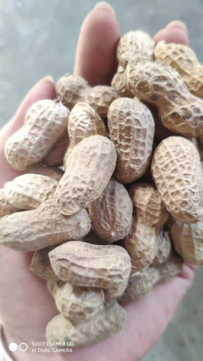 花生手工精选小白沙，带壳鲜/干花生，物美价廉产地直。