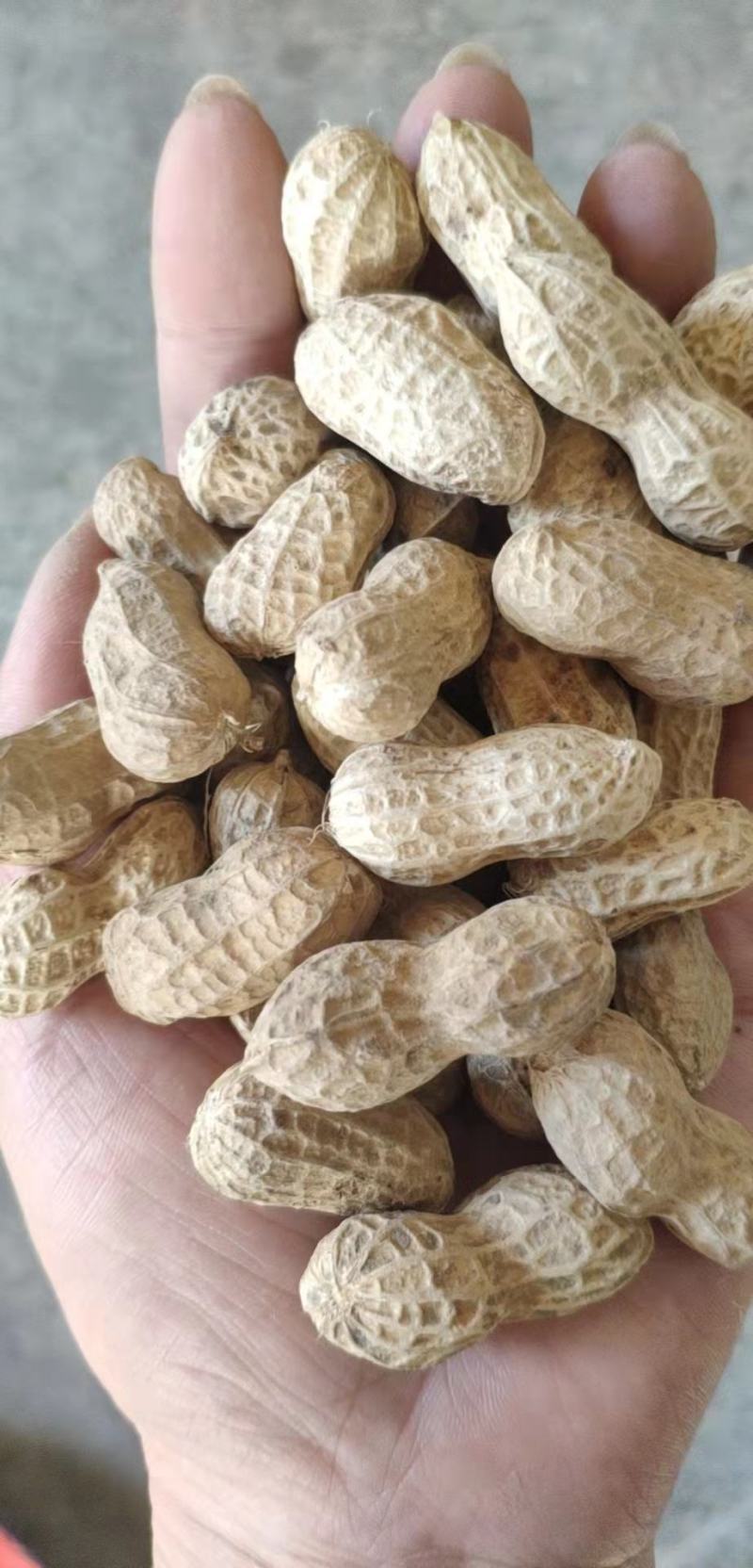 花生手工精选小白沙，带壳鲜/干花生，物美价廉产地直。
