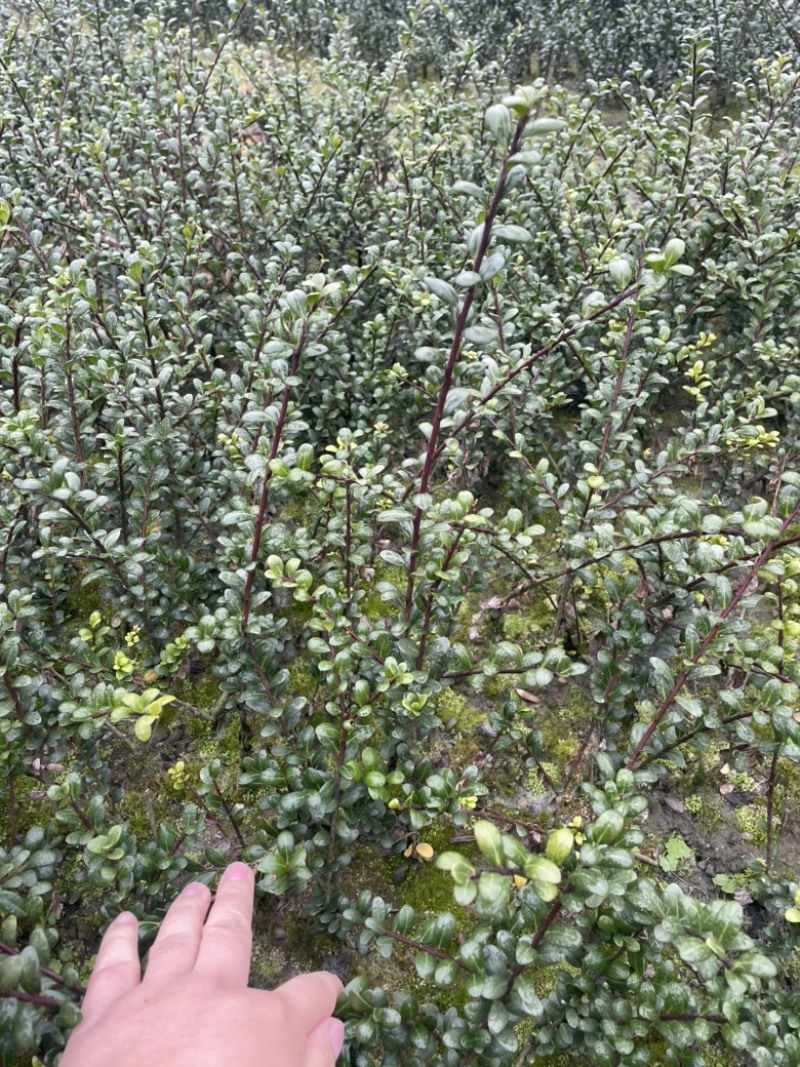 龟甲冬青小苗15-30起，龟甲冻青，绿化用苗，农户批发