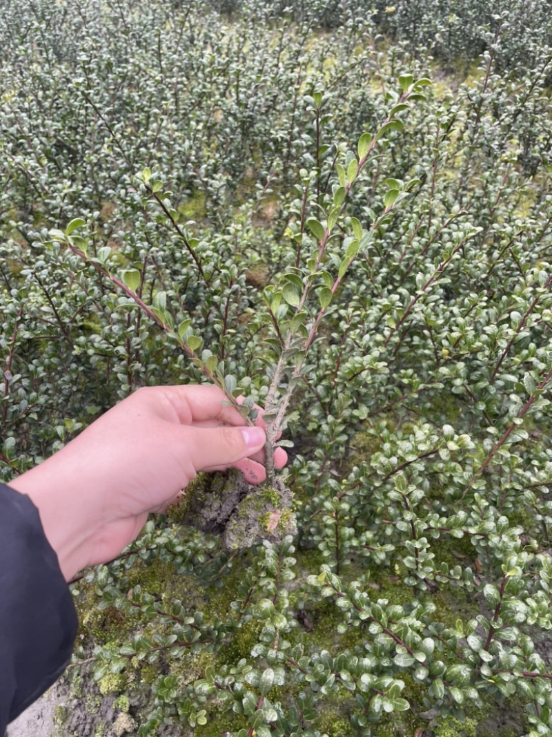 龟甲冬青小苗15-30起，龟甲冻青，绿化用苗，农户批发