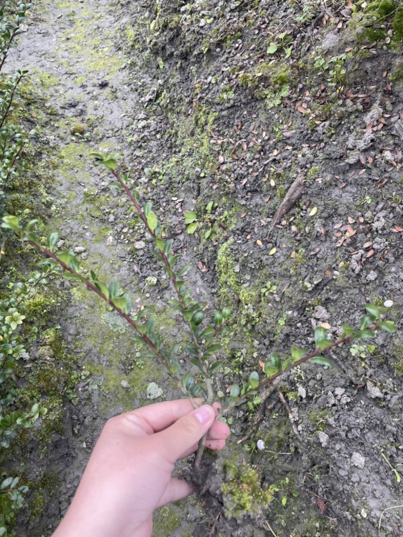 龟甲冬青小苗15-30起，龟甲冻青，绿化用苗，农户批发