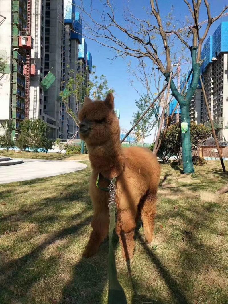 萌宠羊驼养殖出售观赏羊驼小羊驼养殖技术萌宠乐园观赏动物