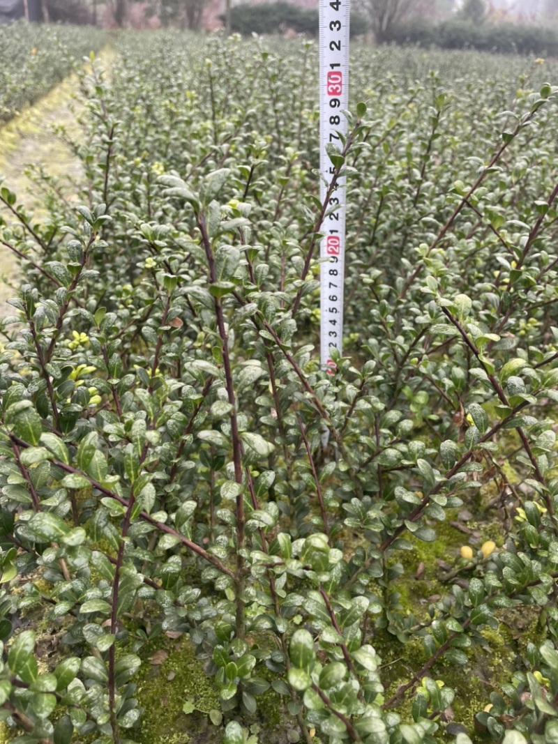 龟甲冬青小苗15-30起，龟甲冻青，绿化用苗，农户批发