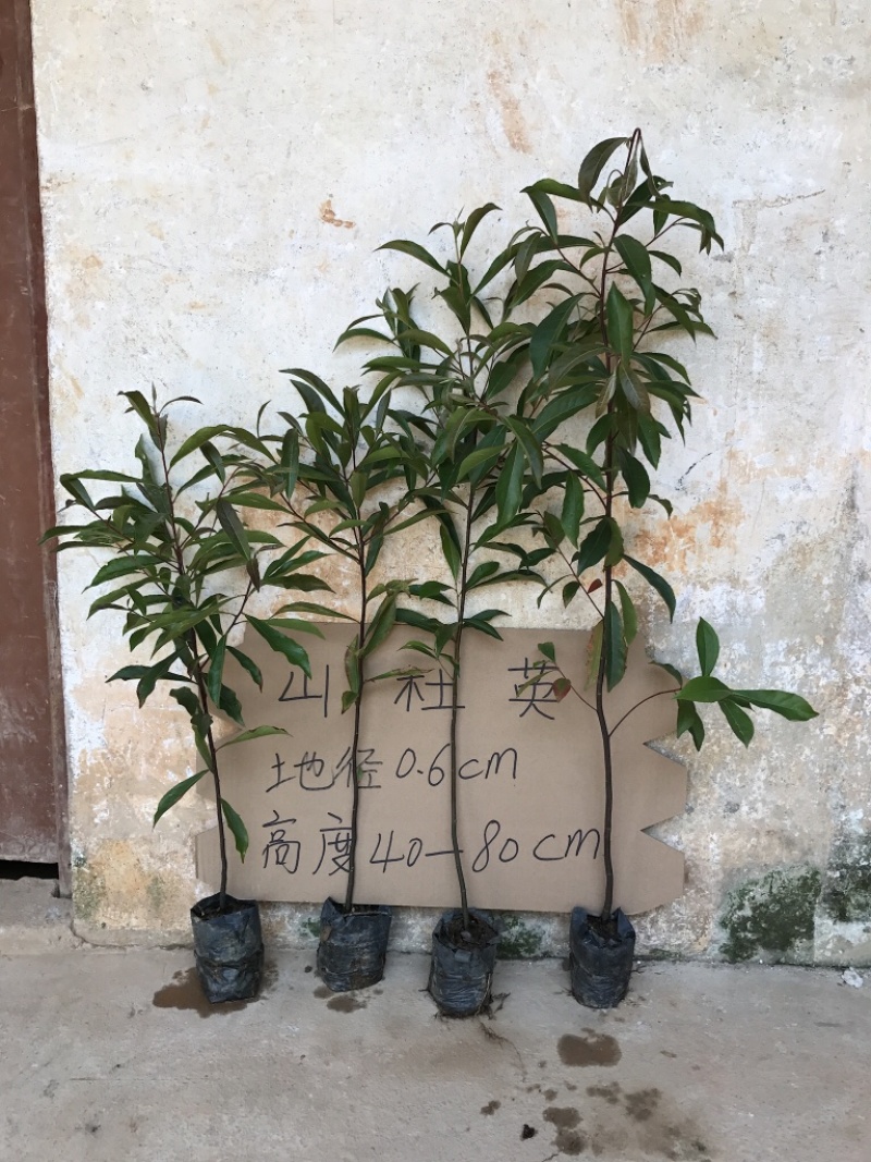 山杜英苗山地绿化复绿树苗山杜英树苗景观树