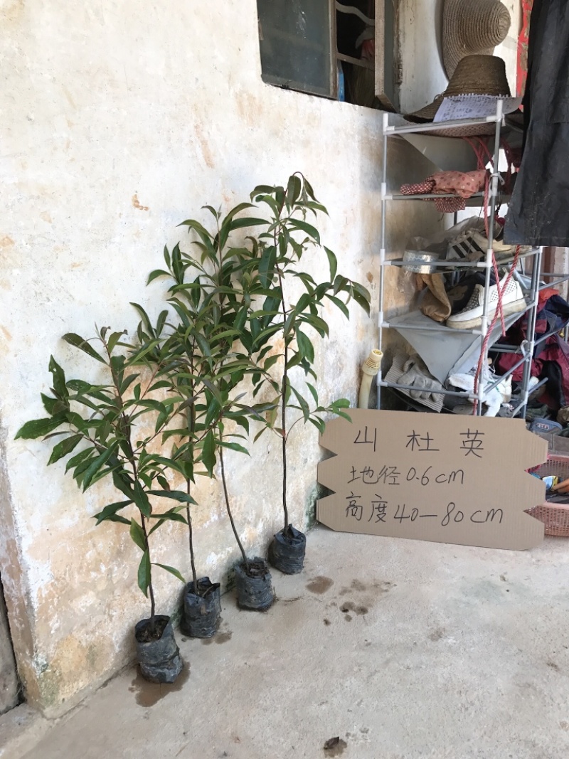 山杜英苗山地绿化复绿树苗山杜英树苗景观树