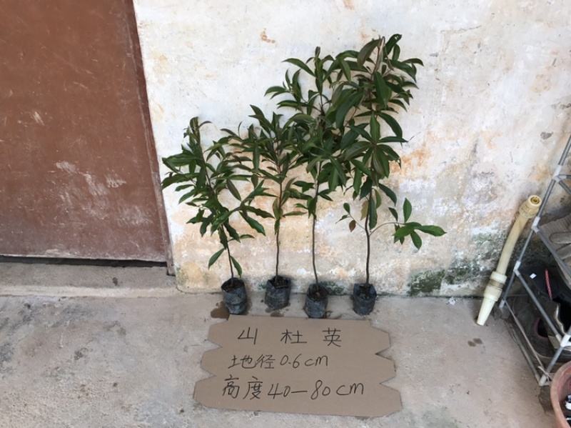 山杜英苗山地绿化复绿树苗山杜英树苗景观树