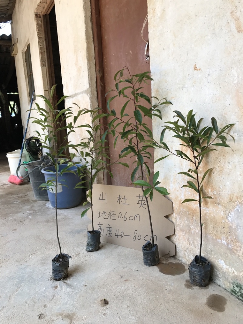 山杜英苗山地绿化复绿树苗山杜英树苗景观树