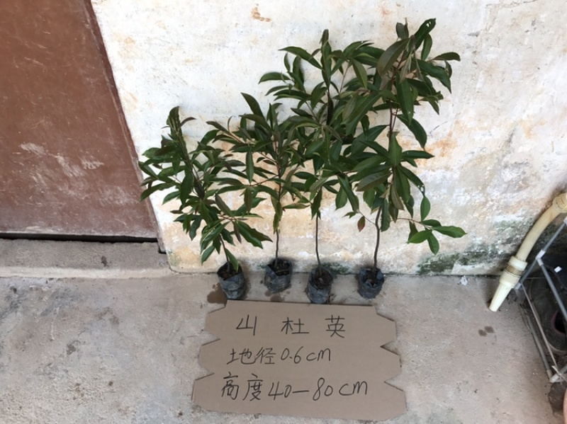 山杜英苗山地绿化复绿树苗山杜英树苗景观树