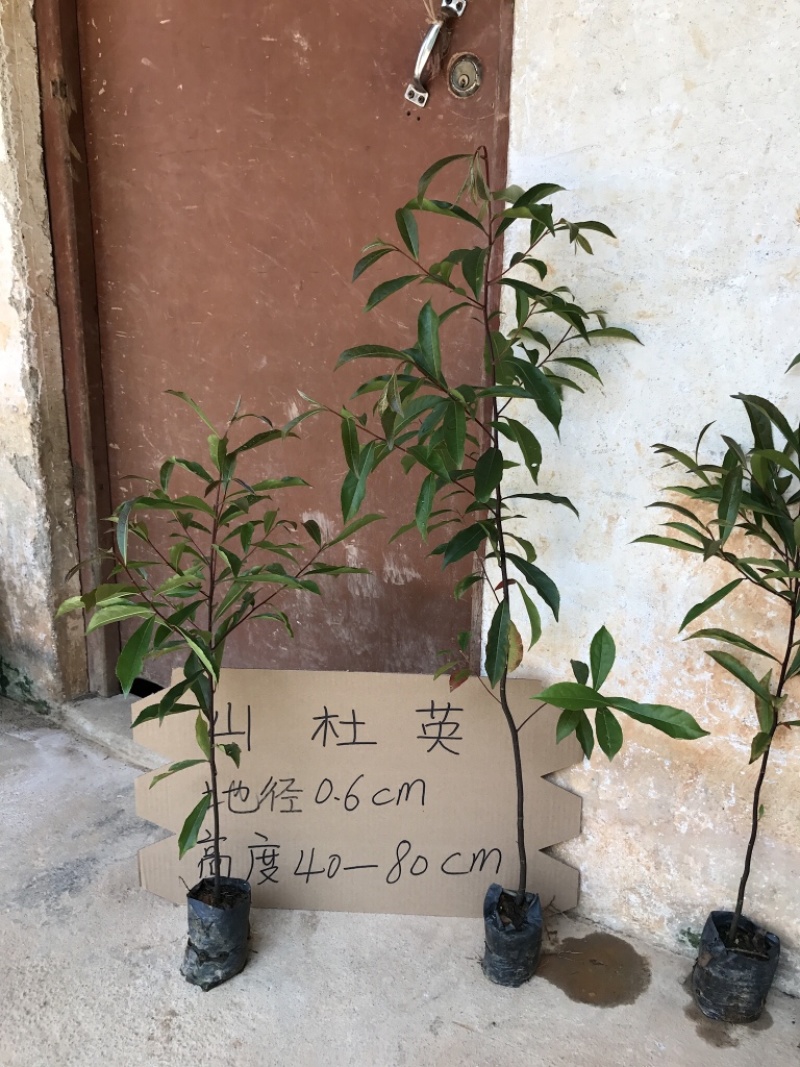 山杜英苗山地绿化复绿树苗山杜英树苗景观树
