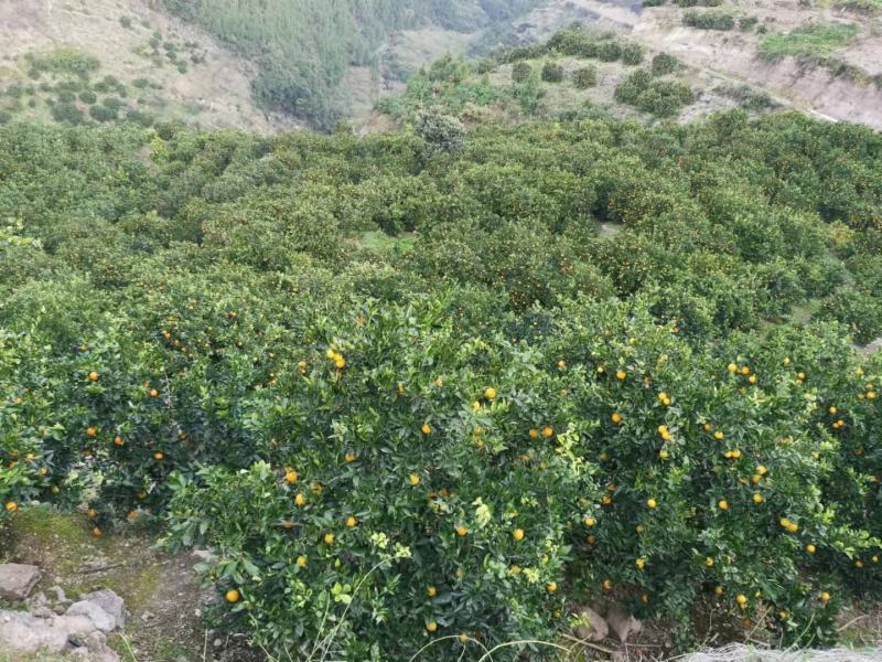 原产地奉节脐橙72-1，鲜香纯甜，提前订