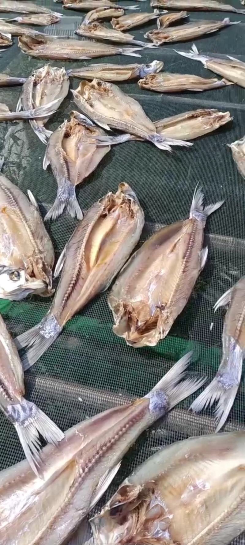 安徽寿县瓦埠湖开背翘嘴9成干