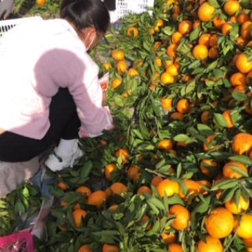 精品丑橘