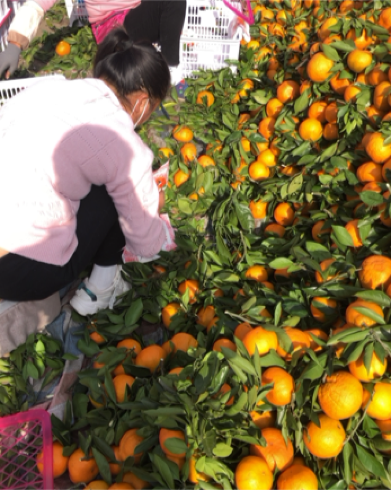 精品丑橘