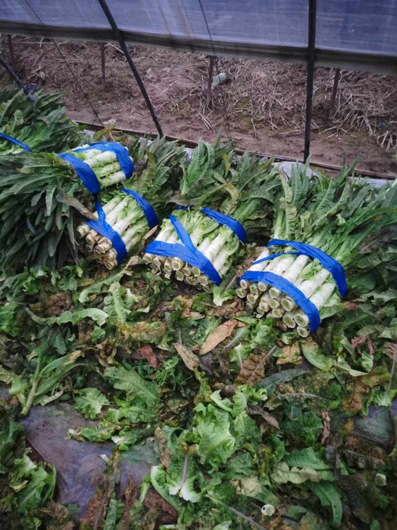 精品红叶香莴苣产地直发保质保量诚信经营