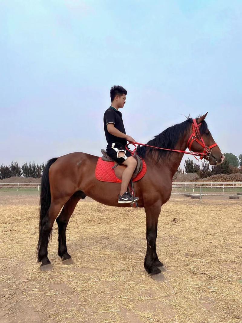 骑乘马价格景区骑乘半血马温血马纯血马哪有马场