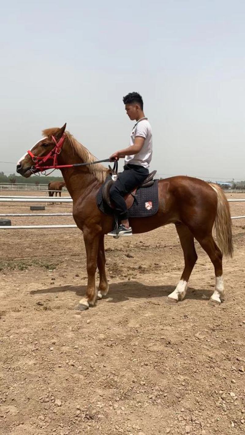 骑乘马价格景区骑乘半血马温血马纯血马哪有马场